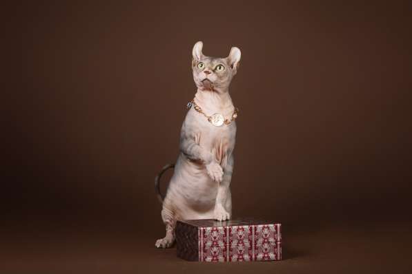 Эльфы, Двэльфы, бамбино или сфинксы - магические кошки в Керчи