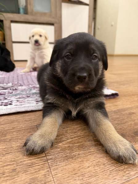 Щенки, отдаем даром, в добрые руки в Тольятти фото 9