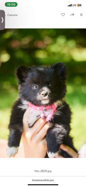 Собака в Москве