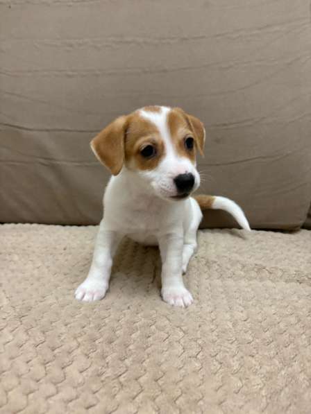 Щенки породы джек рассел терьер в Брянске