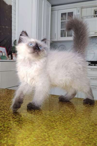 Невская маскарадная в Ростове-на-Дону