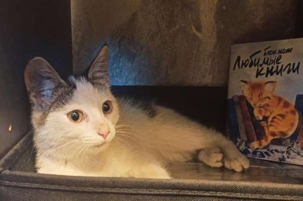 Котёнка ищет дом для создания уюта в Москве фото 4