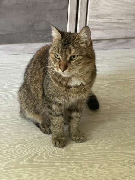 Срочно кошка в дар