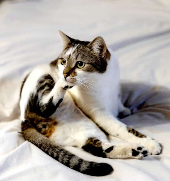 Замечательный котик Бантик мечтает о семью в Москве фото 3