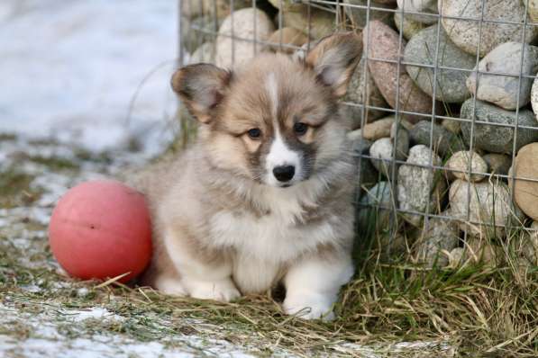 Щенки вельш корги пемброк в Москве фото 7