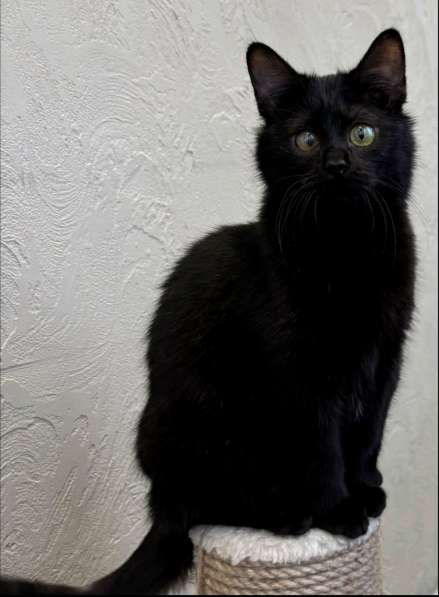 Полина в дар