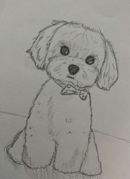 Рисую ваших питомцев на заказ!❤️??