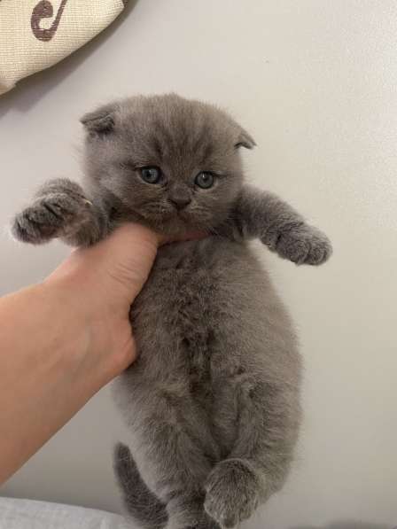 Чистокровные шотландские котята в 