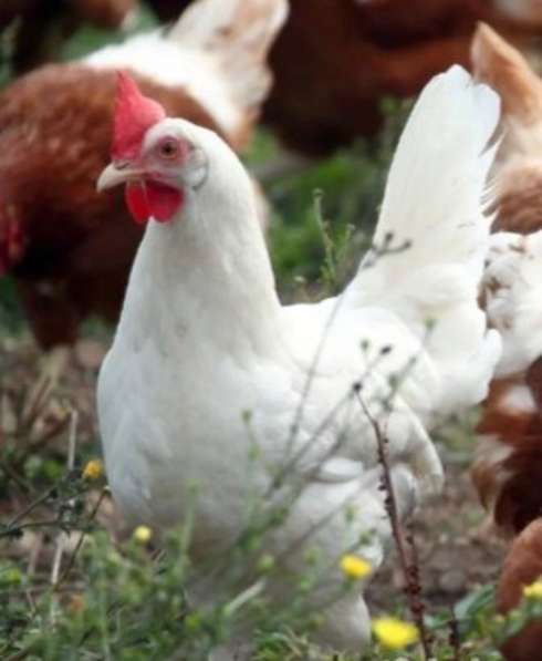 Куры несушки с бесплатной доставкой