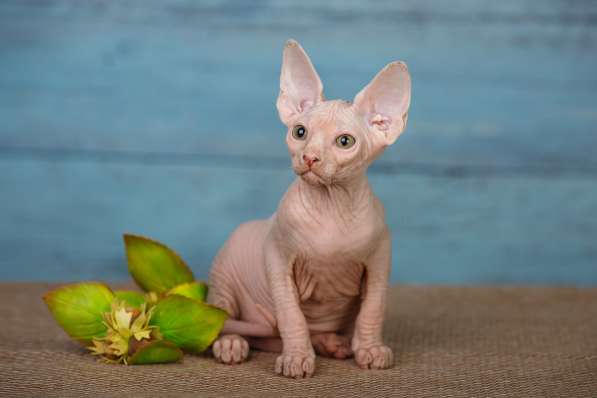 Роскошные из питомника котята Эльф, Бамбино, сфинкс в Ижевске фото 5