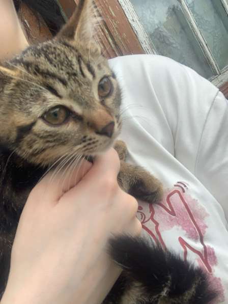 Котенок в Орле фото 5