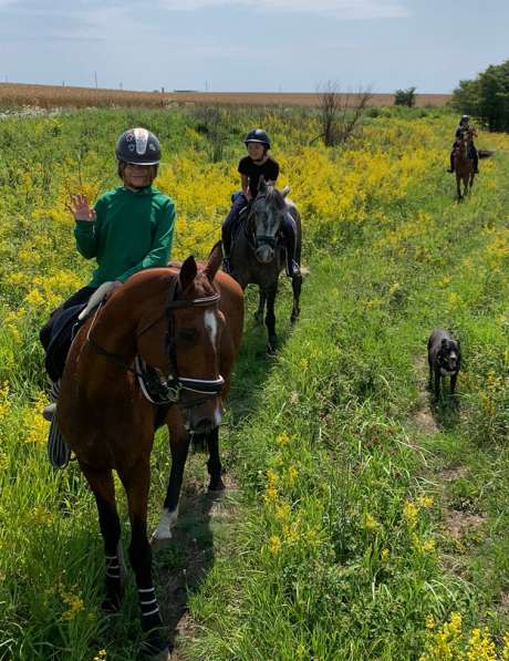 Лошадь - чистокровный ахалтекинец (возможна аренда) в Краснодаре