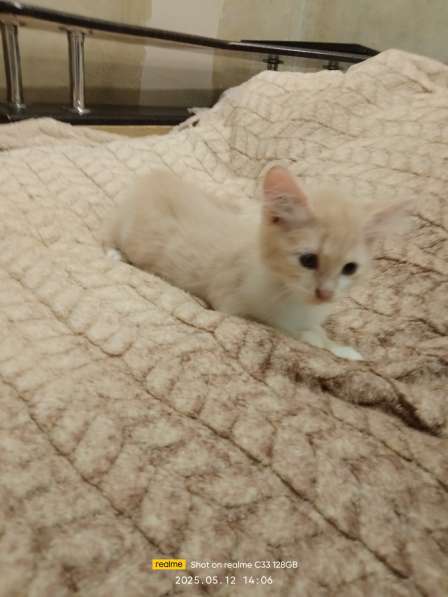 Котята в хорошие руки в фото 10
