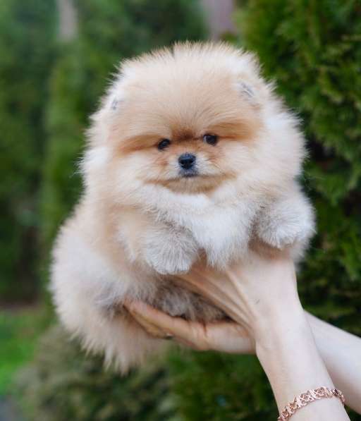 Pomeranski Mini Shpic Pomeranian Spitz Померанские Мини шпиц в фото 30