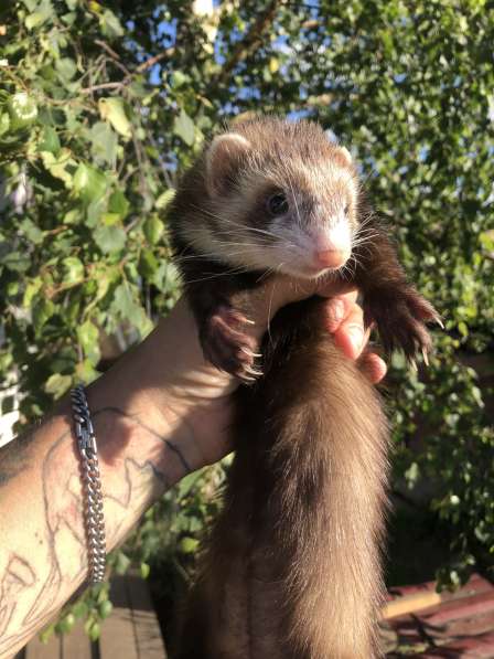 Домашние хорьки ручные в Москве фото 4