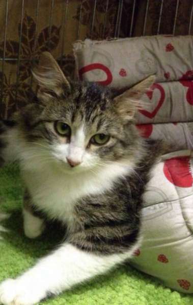 Отдам даром Обладательница пушистой шубки Люси