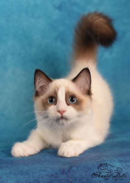 Male for pet ragdoll в Москве фото 3