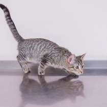 Очаровательная Дарина ждёт своего человека, в Москве