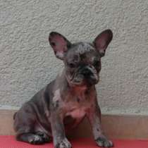 Девочки французского бульдога, в г.Ашкелон