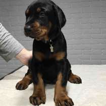 Доберман Майкоп, в Майкопе