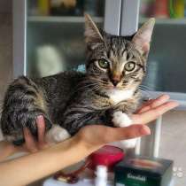 Котенок Тимоша, милейший ласковый мальчик в дар, в Москве
