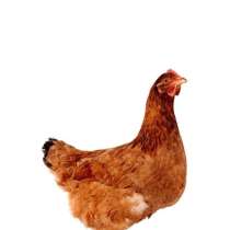 Цыплята породы Ломанн Браун Классик, в Краснодаре