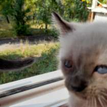 Сиамский котенок мальчик, в г.Донецк