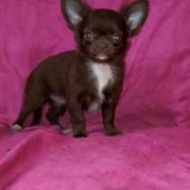 Chihuahua mini. Chocolate girl, в г.Берлин