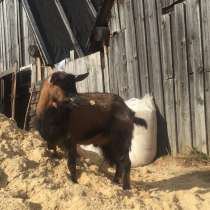 Продам чешского козла, в Бору