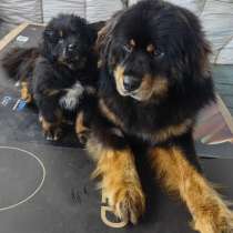 Собака, в Москве