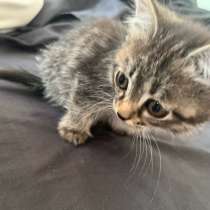 Котята, в Красноярске