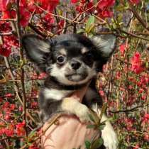 Миниатюрный щенок чихуахуа, в Ялте