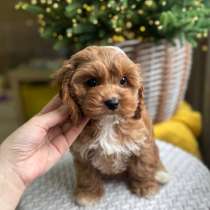 Щенки мальтипу, той-пудель, Кавапу, в Москве