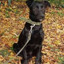 Ищет дом щенок с храбрым сердцем, в Санкт-Петербурге