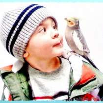 Кореллы разных расцветок, ручные птенцы., в Москве