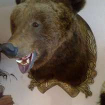 Продаю чучело головы медведя, в Омске