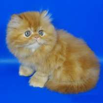 Персидский котенок окрас красный мрамор, в Москве