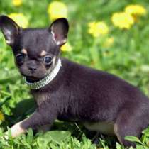 Чихуахуа Магадан, в Магадане