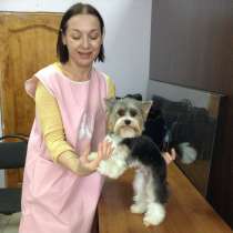 Стрижка и уход за декоративными собаками, в Ростове-на-Дону