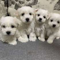 Щеночки мальтийской болонки (мальтезе), в Иркутске
