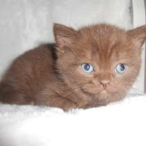 Котенок британец шоколад Бри котик коричневый, в г.Днепропетровск