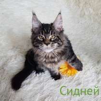 Мейн-Кун Котенок Лесного окраса, в г.Таллин