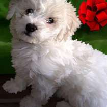 Бишон фризе Новый Уренгой, в Новом Уренгое