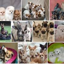 Питомник щенков Геленджике, в Геленджике