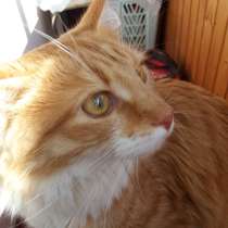 Рыжий кот ищет дом, в Москве