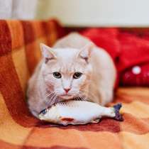Нежный котик Персик ищет дом, в г.Москва