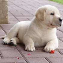 Лабрадор Улан Уде, в Улан-Удэ