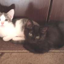 Котятки в добрые руки, в г.Минск