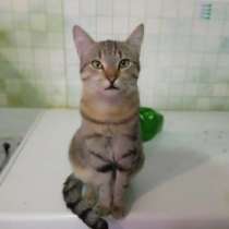 Наимилейший котик Матис ищет любящего хозяина!, в г.Москва