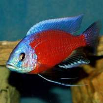 Цихлиды Каданго, в Новороссийске